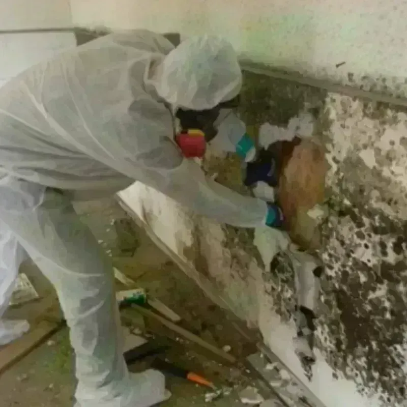 Mold Remediation and Removal in Brownsville, KY